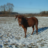 Konie śnieg