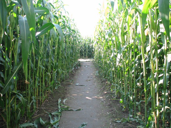 [Corn-Maze%255B3%255D.jpg]