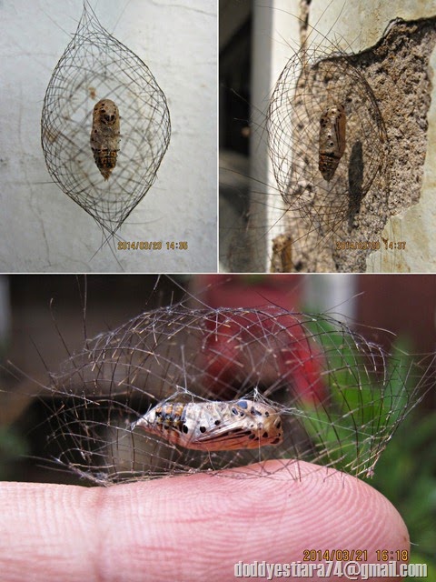 Pada Maret 2014, ketika sedang ke kebun yang letaknya tidak begitu jauh dari rumah di Jonggol, aku menemukan beberapa kepompong dari ngengat Cyana sp. yang unik yang menempel di dinding rumah yang ada di kebun.