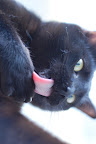 Cat tongues are awesome.