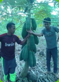 pepaya pematang tahalo 2 pepaya pematang tahalo 2