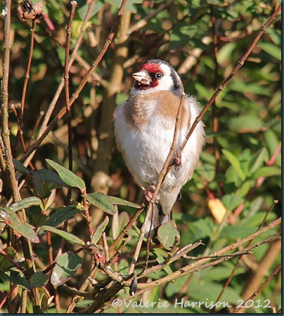 goldfinch