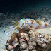 Bigfin Reef Squid - Photo (c) 104623964081378888743, some rights reserved (CC BY-NC-SA)