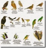 birds endemicas in Dominican Republic
