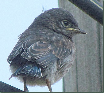 Newly fledged baby Bluebird