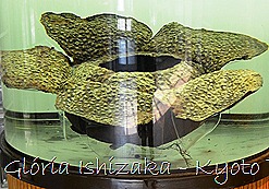 Glória Ishizaka -   Kyoto Botanical Garden 2012 - 2a2