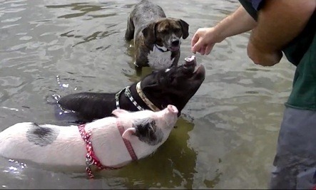 [Pigs%2520at%2520Dog%2520Beach%255B145%255D.jpg]