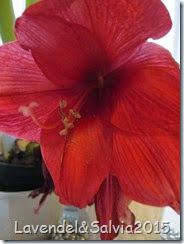 IMG_1314 IMG_1314