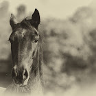 Black Horse, tried to mimic collodium toning