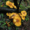 Armillaria luteobubalina