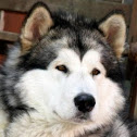 Malamute