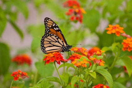 [butterfly-garden-2_monarch-butterfly-in-garden_s600x600%255B4%255D.jpg]