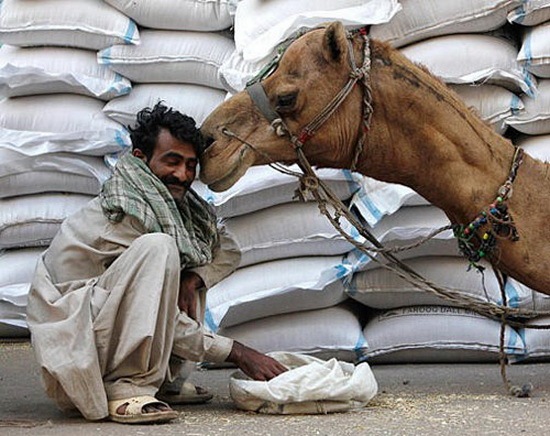 [animals-and-humans_15%255B2%255D.jpg]