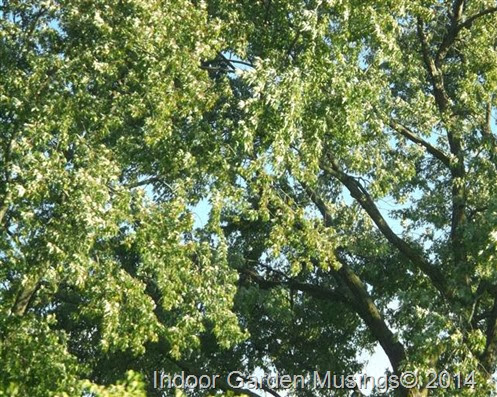 Green Trees Green-Trees