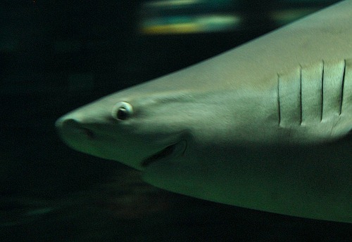 shark smiling deform tool