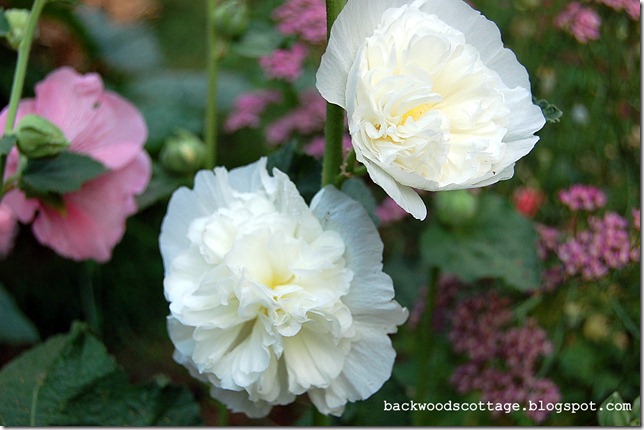 doublehollyhocks