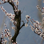 Tavernaro in Spring