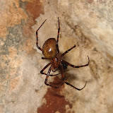 Meta menardi - the Cave spider. Second largest of the UK spiders and a lover of caves (and Ice Houses - where I found this pretty lady).