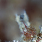 \"Brown pygmy hairy shrimp\"