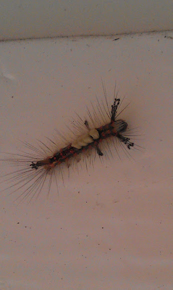 Spotting Image 1