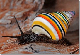 Candy Caine Snail Candy Caine Snail