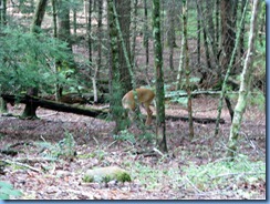 0122 Great Smoky Mountain National Park  - Tennessee - Cades Cove Scenic Loop - white-tailed deer