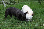 That's one of them, Franny!  Now let's both smell it to figure out what type of animal is making these silly holes!  Many animals dig holes to hide food for later.
