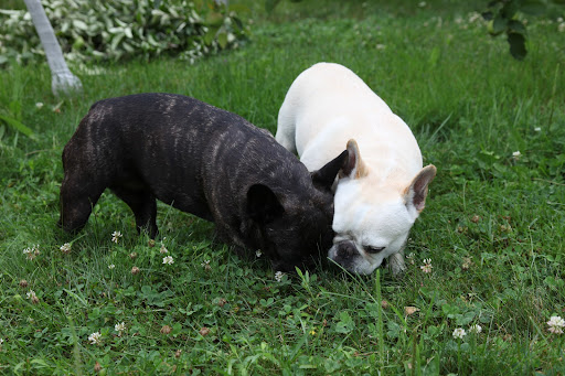 That's one of them, Franny!  Now let's both smell it to figure out what type of animal is making these silly holes!  Many animals dig holes to hide food for later.