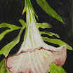 DANISOVCE0059.jpg
