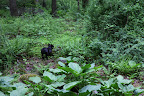 Well, it seems that I got fooled!  It was all of that skunk cabbage I was smelling.