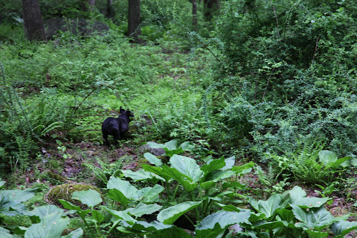 Well, it seems that I got fooled!  It was all of that skunk cabbage I was smelling.
