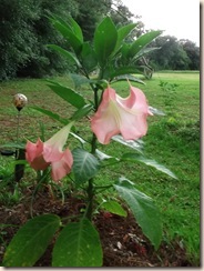 DSCF6670 DSCF6670