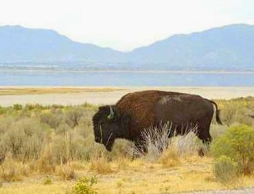 [buffalo-on-Antelope-Island2.jpg]