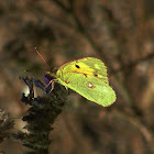 Dark Clouded Yellow