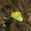 Dark Clouded Yellow
