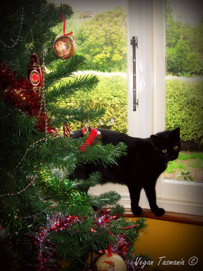 [Christmas%2520Cats%25202%255B10%255D.jpg]