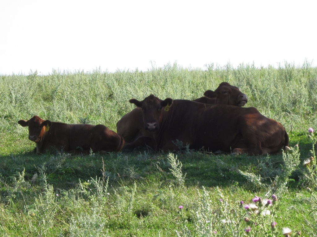 [Around%2520the%2520farm%2520yard%2520009%255B3%255D.jpg]