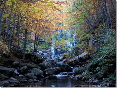 foresta