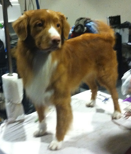 Nova Scotia Duck Tolling Retriever
