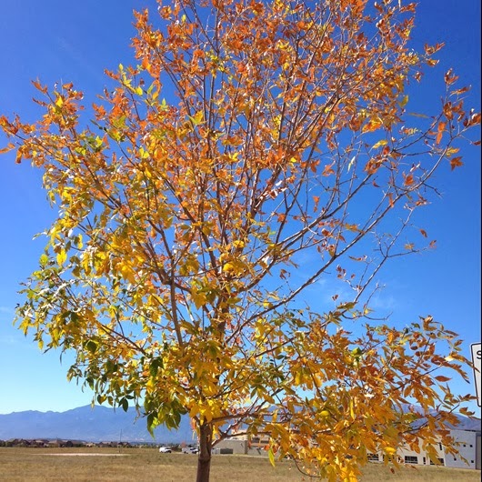 [October%2520tree-1%255B6%255D.jpg]