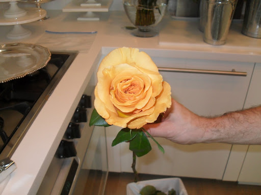 Here is a Capriccio rose.