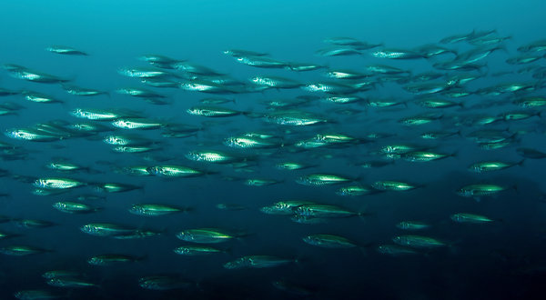 A school of jack mackerel in the Southern Pacific. Stocks of the fish, rich in oily protein, have declined from 30 million metric tons to less than a tenth of that in two decades. Eduardo Sorensen / Oceana