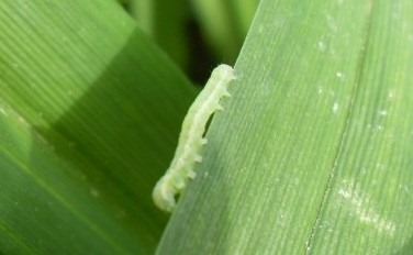 [inch-worm-on-tiger-lily-leaves_w725_h544%255B3%255D.jpg]