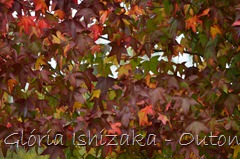 26 - Glória Ishizaka - Folhas de Outono