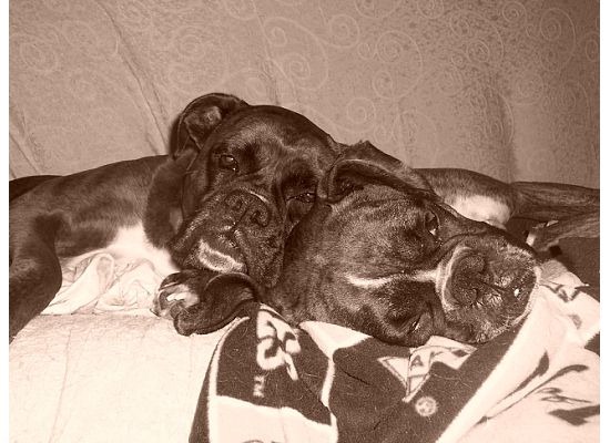 [Maggie%2520and%2520Sophie%2520sepia%255B3%255D.jpg]