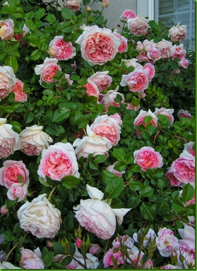 Rosa ABRAHAM DARBY 1 Rosa ABRAHAM DARBY 1