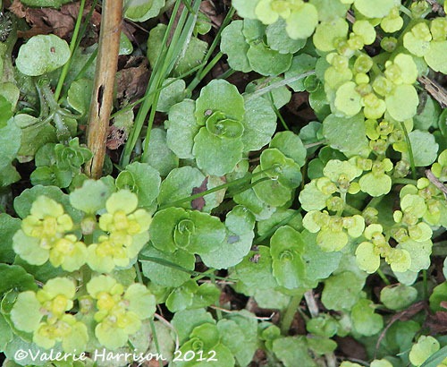 [3-oposite-leaved-golden-saxifrage%255B2%255D.jpg]