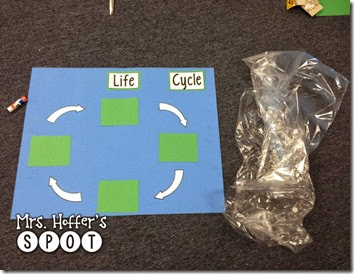 Making Interactive Life Cycle Posters