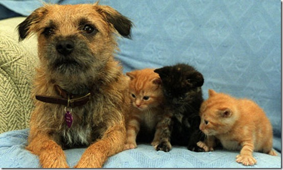 animals-worried-face-31