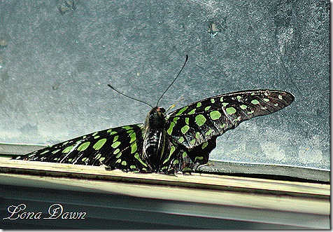 FPC_Butterfly_Green_Spots